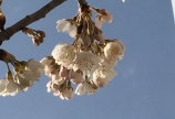我が家にも春が!