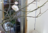 今年も咲きました