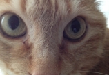 やっぱり猫が好き