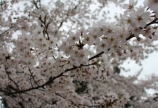 お花見