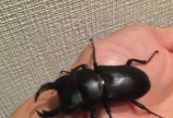 ヒメオオクワガタ