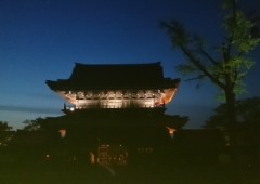 瑞泉寺の藤