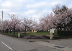 桜公園