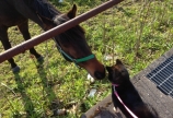 馬と犬