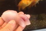 金魚食べる?