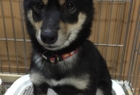 愛犬あん、1歳になりました( •̀ .̫ •́ )✧