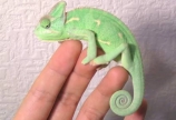 カメレオン( •̀ .̫ •́ )✧