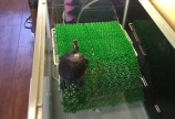 クラッシュ