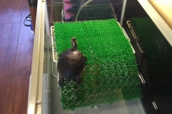 クラッシュ