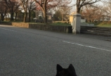 桜公園
