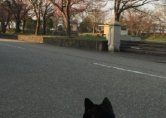 桜公園