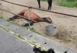 朝の散歩にて