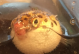 膨らんだっ!