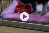 柴犬の演技力
