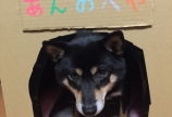 あんのへや