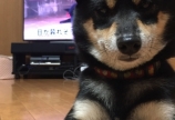 愛犬あん