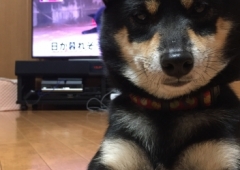 愛犬あん