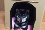 ダンボール📦小屋