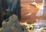 メダカの赤ちゃん🐟
