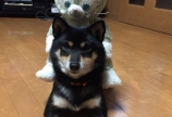 今月限定サービス