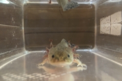 新入り♬