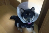 手術٩(๑˃̌ۿ˂̌๑)۶