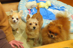ポメラニアンのヒメ