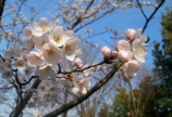 庄川町のサクラ♪♪