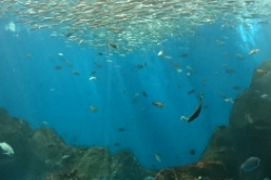 水族館★