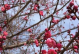 梅の花