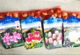 チューリップの品種