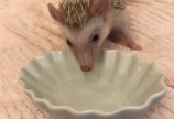 ハリネズミを飼い始めました(^ ^)