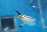 越前松島水族館①
