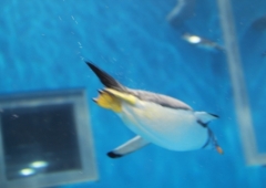 越前松島水族館①