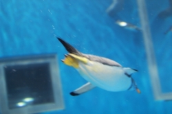 越前松島水族館①