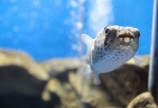 越前松島水族館②