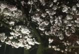 桜、春★