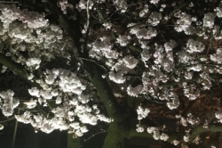 桜、春★