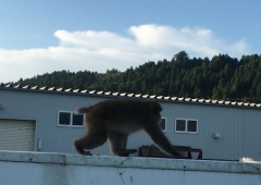 さる🐵