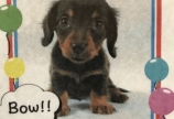 新しい家族🐶
