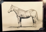 「馬を描く」のコマ撮り動画を作ってみた