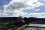 エドヒガン桜