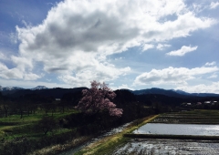 エドヒガン桜