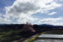 エドヒガン桜