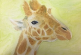 油絵を描こう「きりん編」