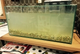 「熱帯魚を飼おう！」①