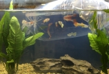 「熱帯魚を飼おう！」②