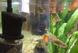 「熱帯魚を飼おう！」 ③