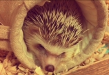 今日のコロ