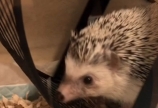今日のコロ